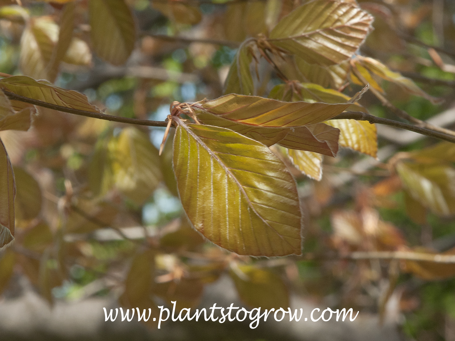 Copper Beech Auburn